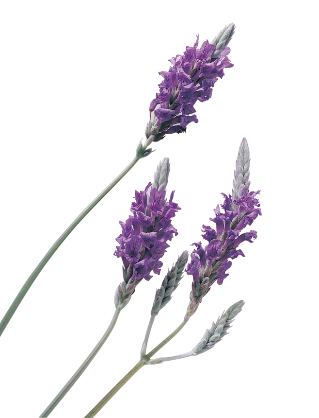 lavender oil lavender oil essential oil oil ddd9178d5ecfe89ab32911fae9f23198